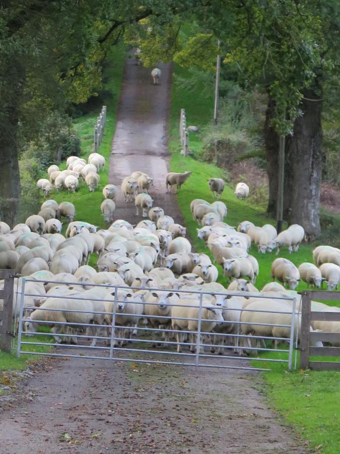 La Ferme De Pomereix Le Dorat Εξωτερικό φωτογραφία
