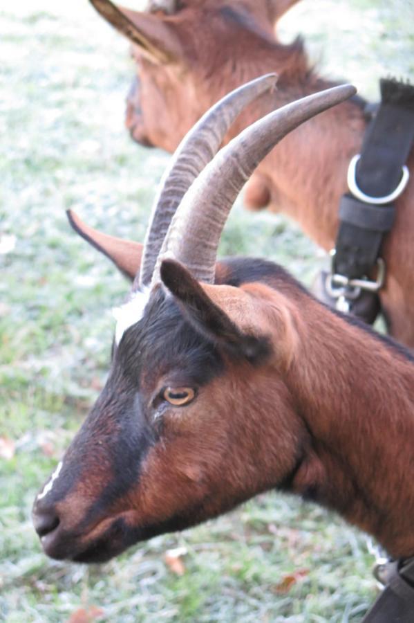 La Ferme De Pomereix Le Dorat Εξωτερικό φωτογραφία